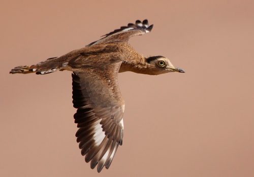 Chorlo-cabezon---Pablo-Caceres