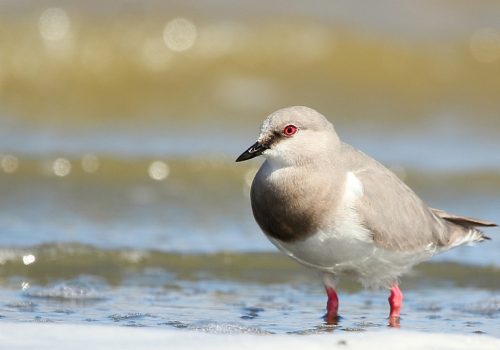Chorlo de magallanes - Pablo Cáceres