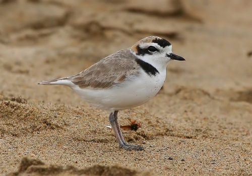 Chorlo nevado - Pablo Cáceres-min