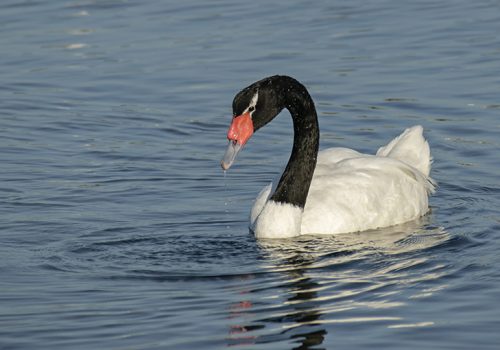 Cisne de cuello negro - Daniela Díaz