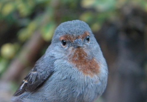 Comesebo-tamarugales