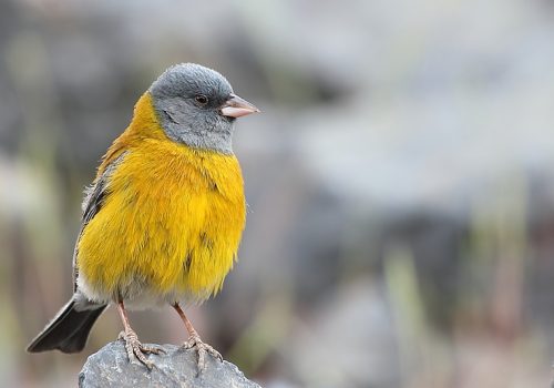 Cometocino de Gay (gayi) - Pablo Cáceres