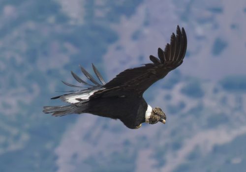 Condor---Pio-Marshall