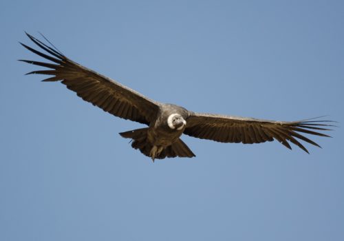 Condor-(hembra-adulta)---Pablo-Gutierrez