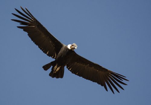 Condor (macho adulto) - Pablo Gutiérrez