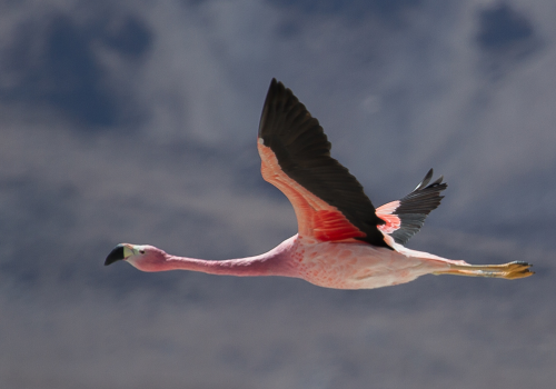 Conserva Aves en Chile