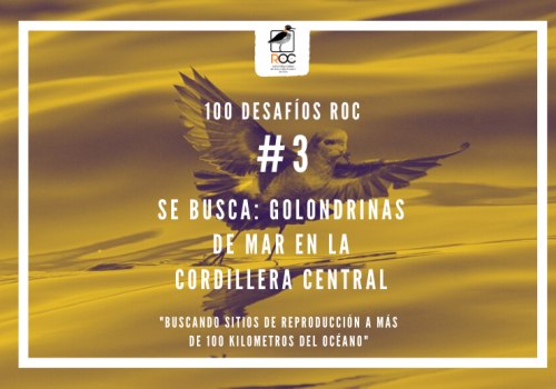 Copia de picaflor de no-tan al norte (1)