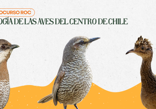 Curso ROC Aves del Centro