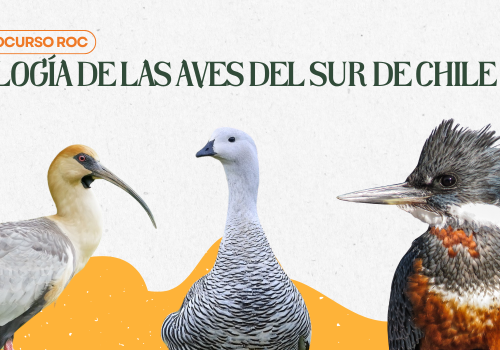 Curso ROC Aves del Sur de Chile
