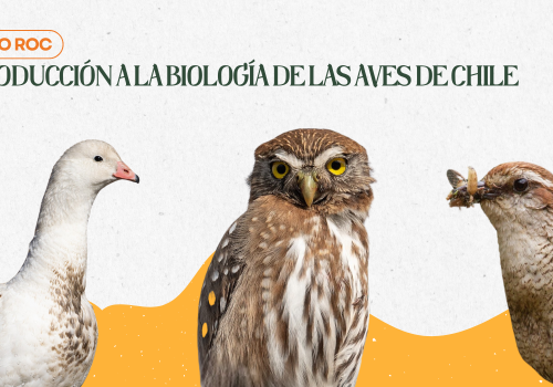 Curso ROC Enero 2026