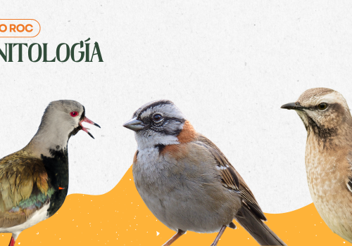 Curso ROC Ornitología