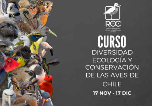 Curso WEB