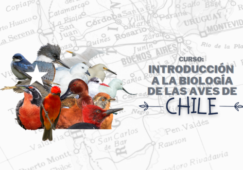 Curso aves de Chile