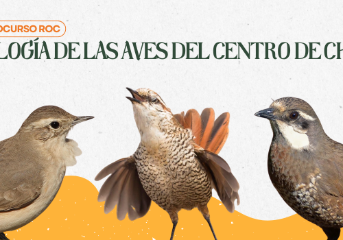 Curso aves del centro de Chile