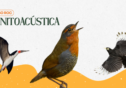 Curso ornitoacústica ROC 2025