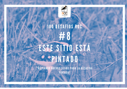 Desafío Becacina pintada