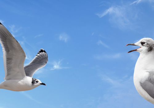 Dia de la gaviota 2025