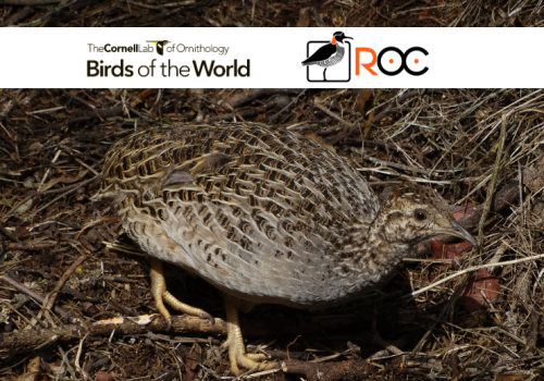 Diseño sin título (2)