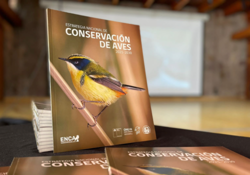 ENCA - Javiera Ferreyra - Audubon Americas