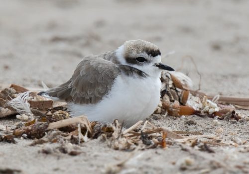 Entrevista_CharifTala