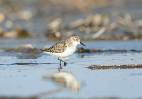 Estado de las Aves del Mundo BirdLife ROC