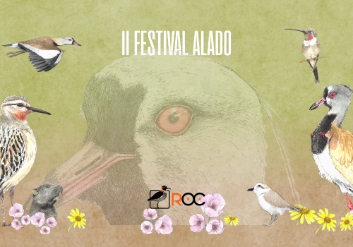 Festival Alado 2025
