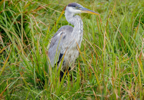 Garza cuca - Pío Marshall