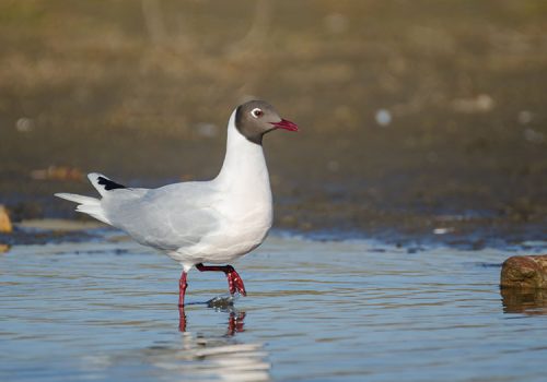 Gaviota Cahuil - Pablo Gutiérrez-min