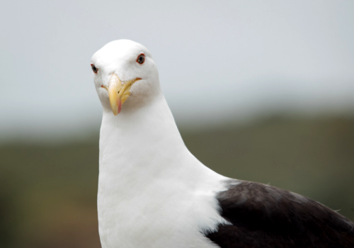 Gaviota Dominicana - Vicente Pantoja