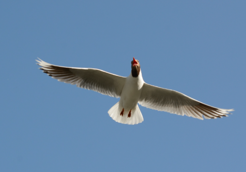 Gaviota cahuil - Pablo Gutierrez
