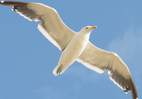 Gaviota dominicana - Daniela Díaz
