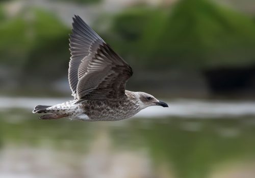 Gaviota-dominicana-(juvenil)