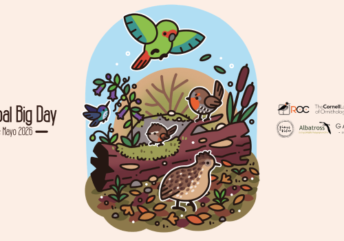 Global Big Day 2026 Chile