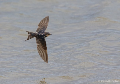 Golondrina bermeja - Pio Marshall