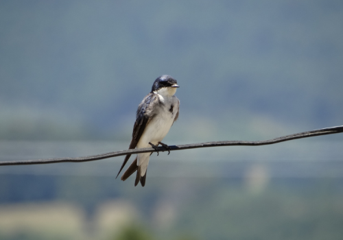 Golondrina chilena - Franco Villalobos
