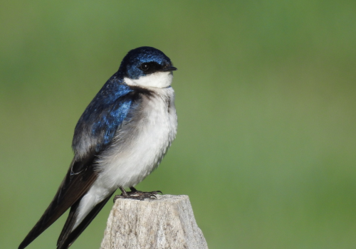 Golondrina chilena- Pablo Gutierrez Maier