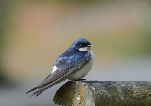 Golondrina chilena - Pablo Gutiérrez