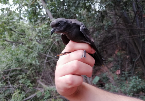 Golondrina de mar fueguina