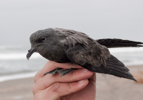 Golondrina de mar negra