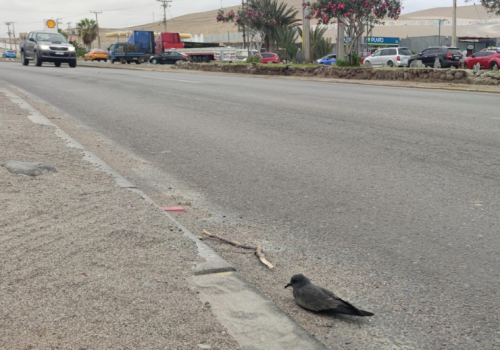 Golondrina de mar negra - Arica