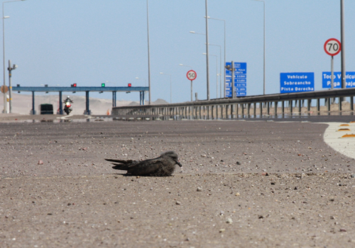 Golondrina de mar negra - Iquique