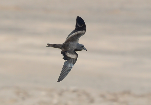 Golondrina de mar negra ROC