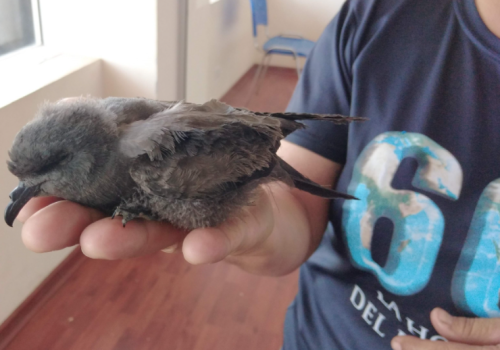 Golondrina de mar negra - Rescate