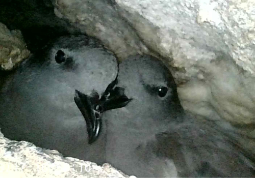 Golondrina de mar negra inicia temporada reproductiva