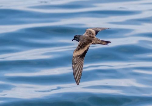 Golondrina-de-mar-negra-portada-Pio-Marshall-min