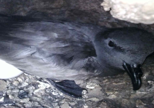 Golondrina de mar negra