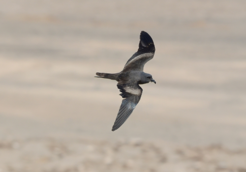 Golondrina de mar negra (vuelo) - Pablo Gutiérrez Maier