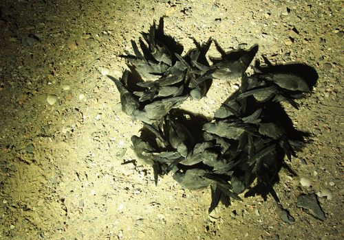 Golondrina de mar negra2 - Rodrigo Silva