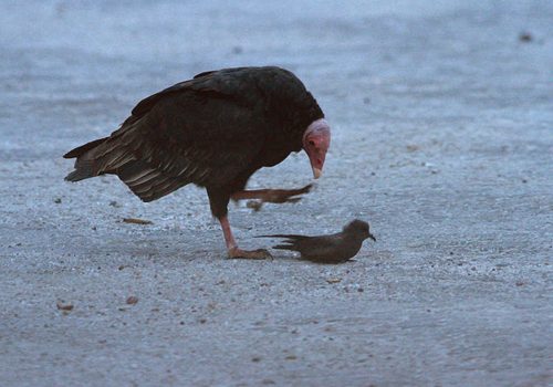 Golondrina-del-desierto