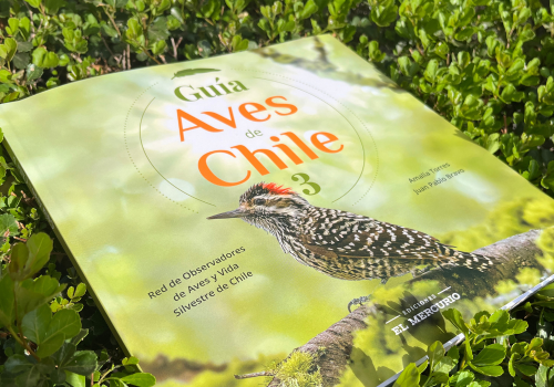 Guia aves chile 3